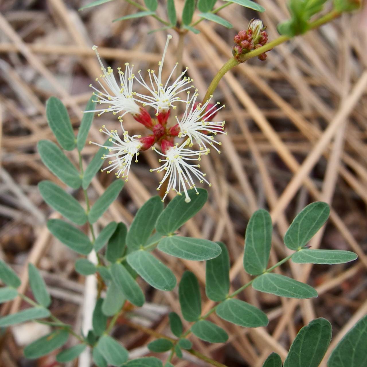 Calliandra humilis var. reticulata image