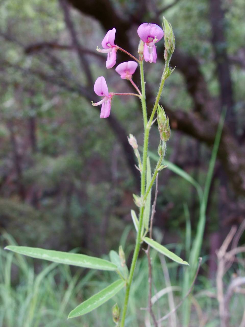 Desmodium arizonicum image