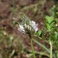 Image of Dalea urceolata