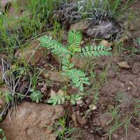 Dalea urceolata image