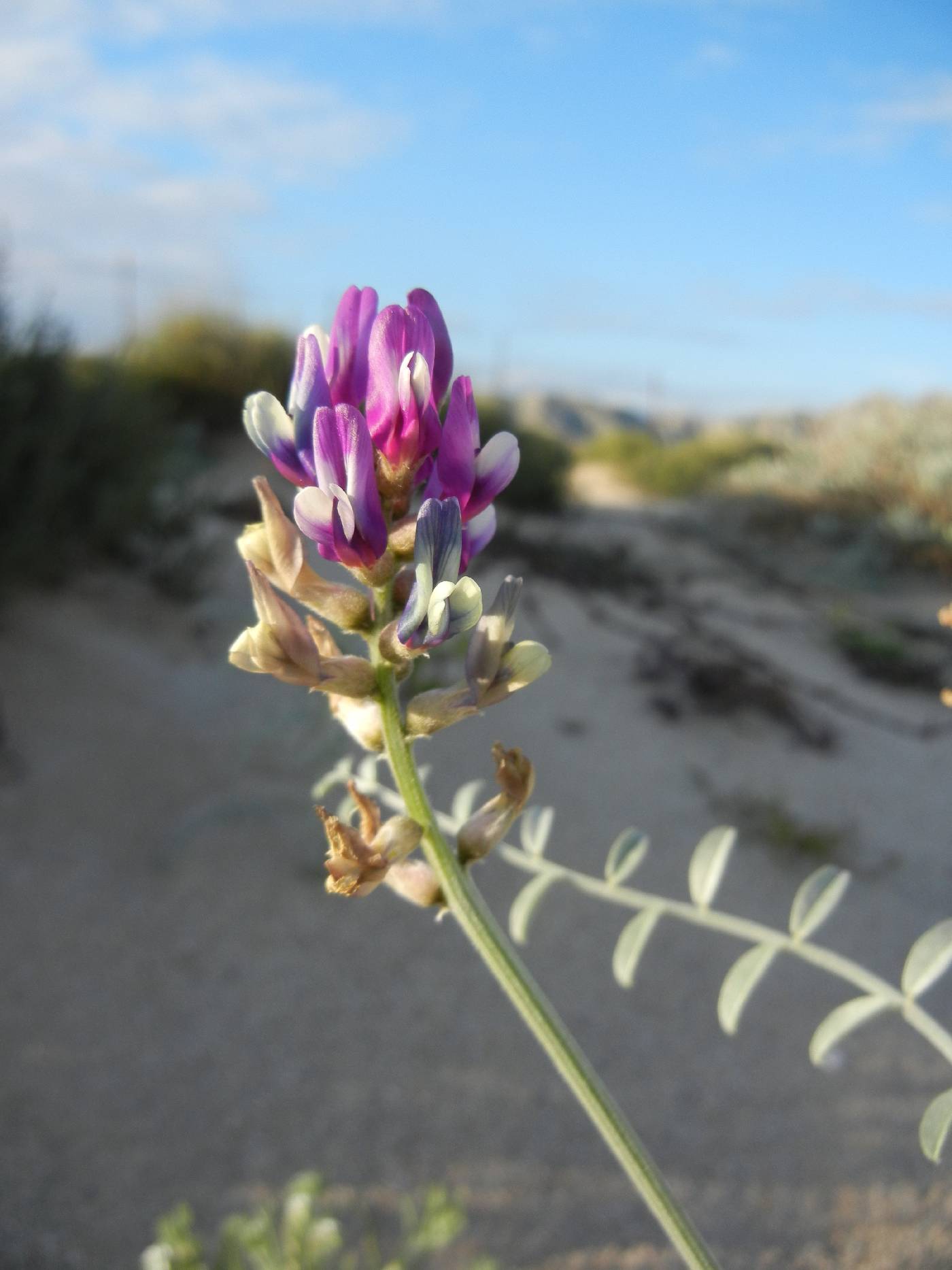 Astragalus magdalenae var. magdalenae image