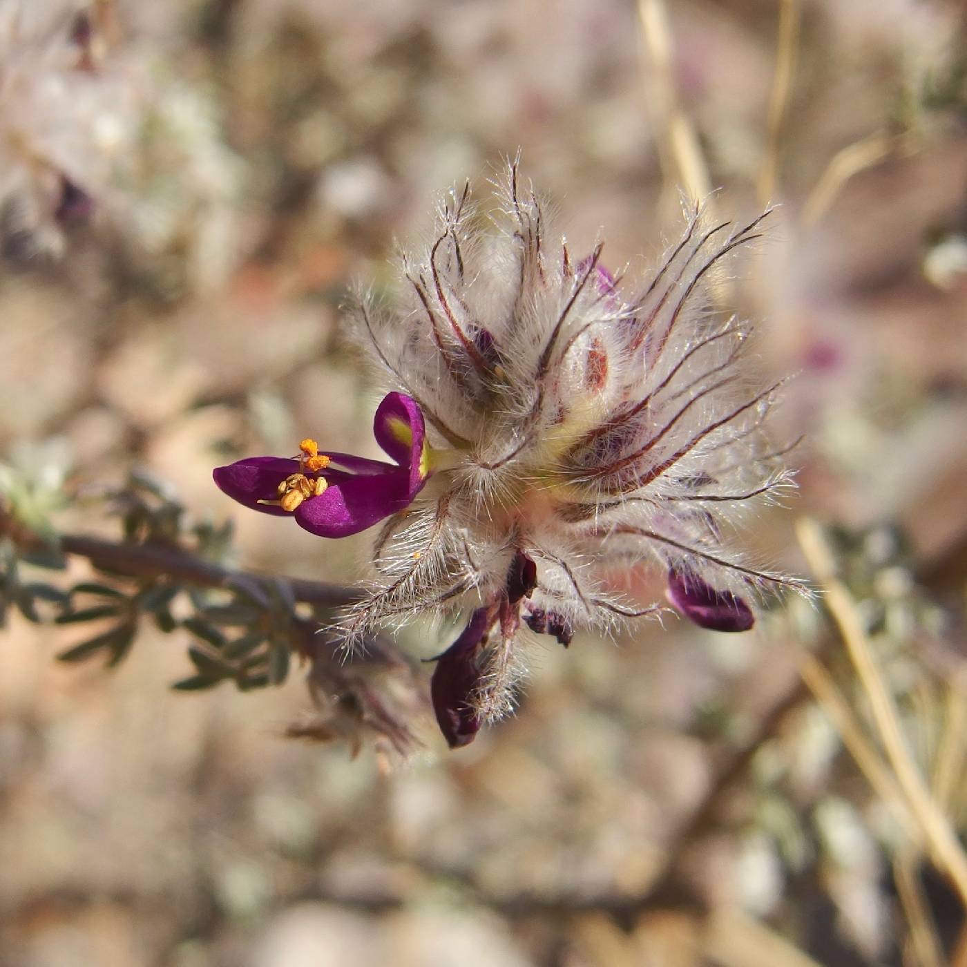 Dalea purpusii image