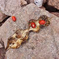 Erythrina flabelliformis image