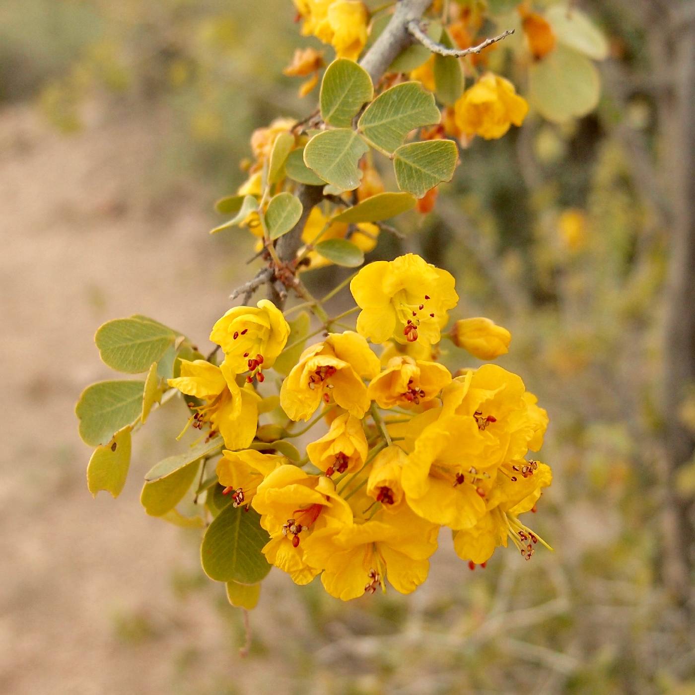 Haematoxylum brasiletto image