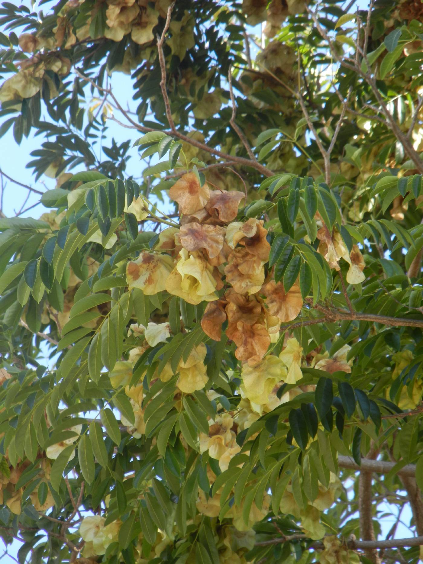 Pterocarpus rohrii image