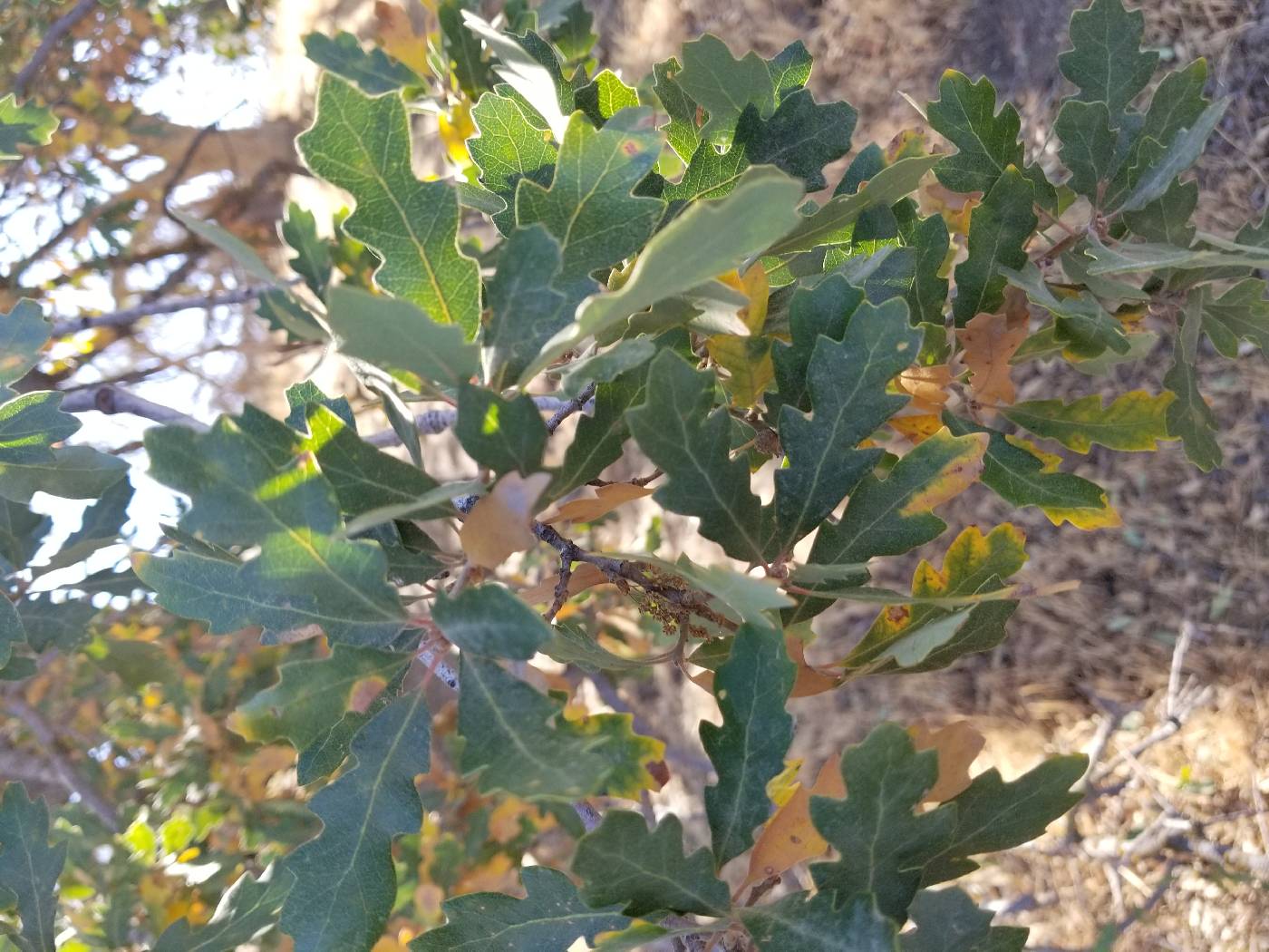 Quercus douglasii image