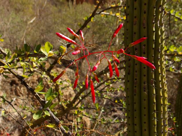 Fouquieria macdougalii image