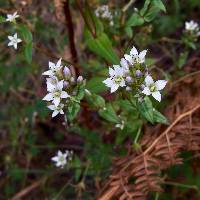 Gentianella microcalyx image