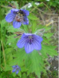 Image of Geranium erianthum