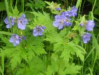 Geranium erianthum image