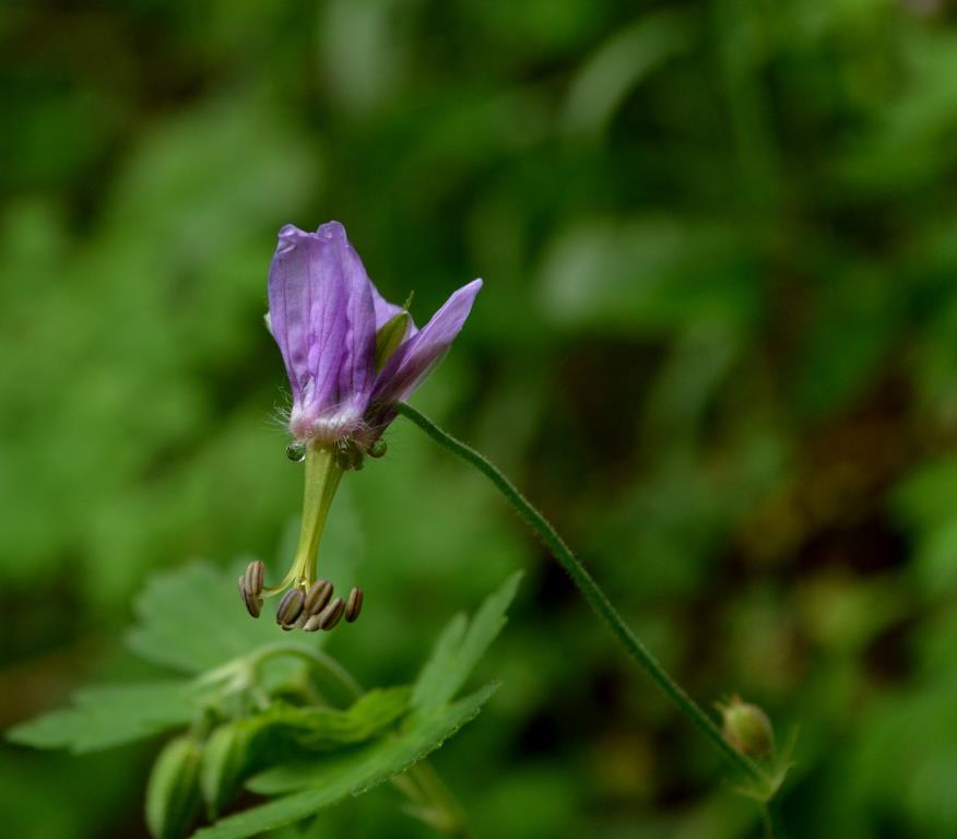 Geranium dodecatheoides image