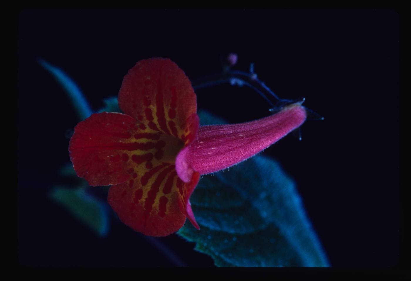 Achimenes image