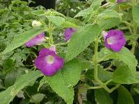 Achimenes mexicana image