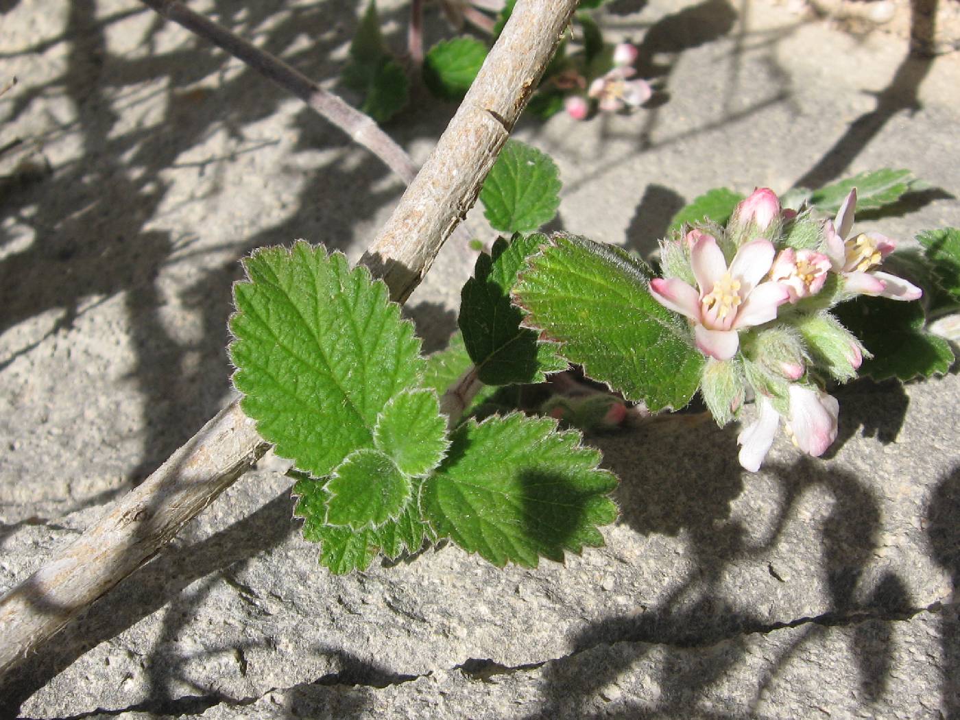 Jamesia americana var. rosea image