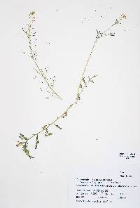 Descurainia incisa subsp. paysonii image