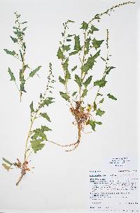 Chenopodium overi image