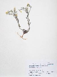 Draba aurea image