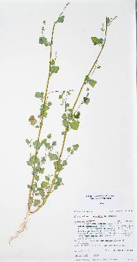 Chenopodium fremontii image