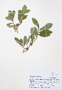 Vaccinium cespitosum image