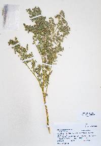 Chenopodium berlandieri image