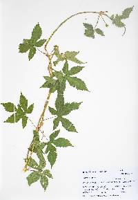 Humulus lupulus image