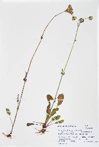 Packera dimorphophylla var. intermedia image
