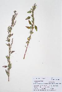 Chenopodium atrovirens image