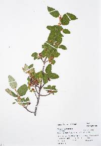 Shepherdia canadensis image