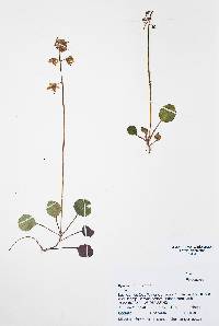 Pyrola chlorantha image