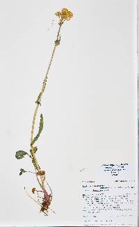 Packera dimorphophylla var. dimorphophylla image