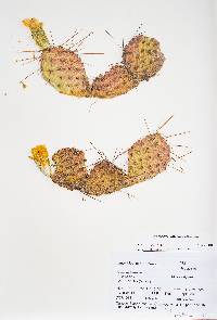 Opuntia phaeacantha image