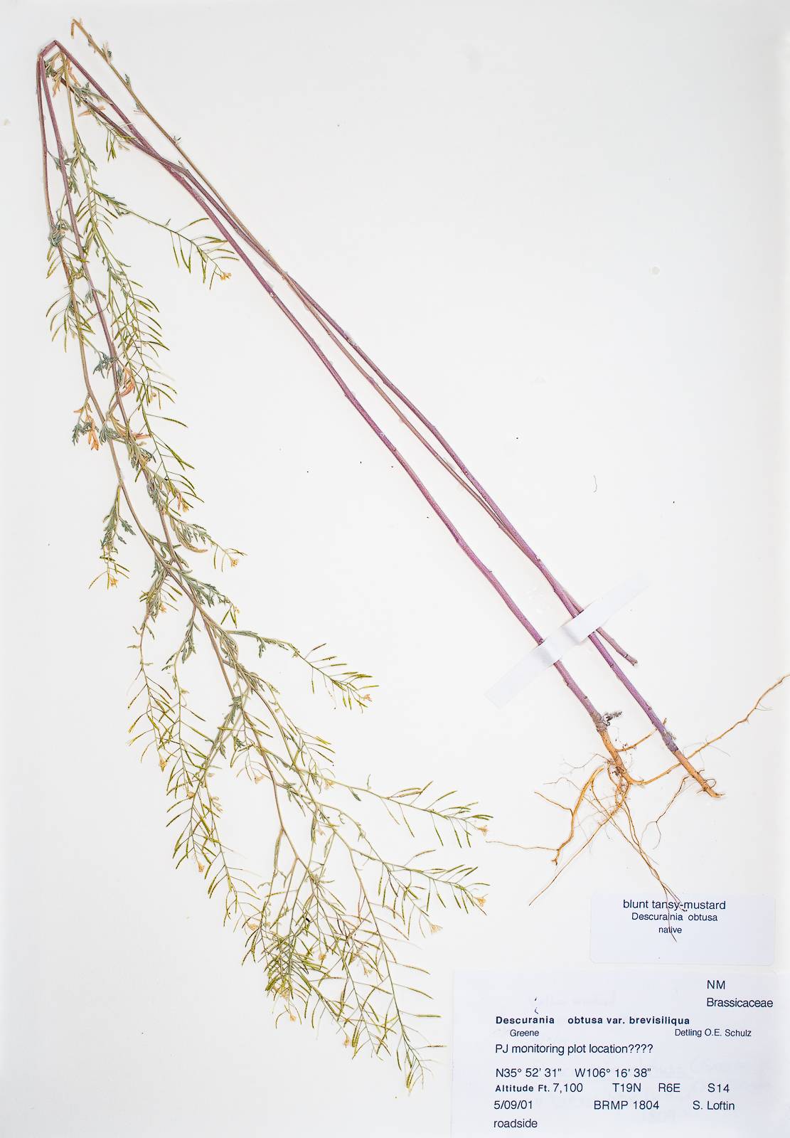 Descurainia obtusa var. obtusa image