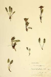 Pedicularis capitata image