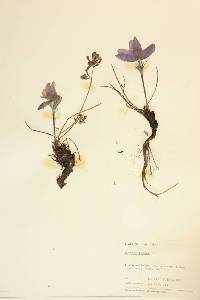 Pulsatilla patens image