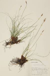 Carex filifolia image