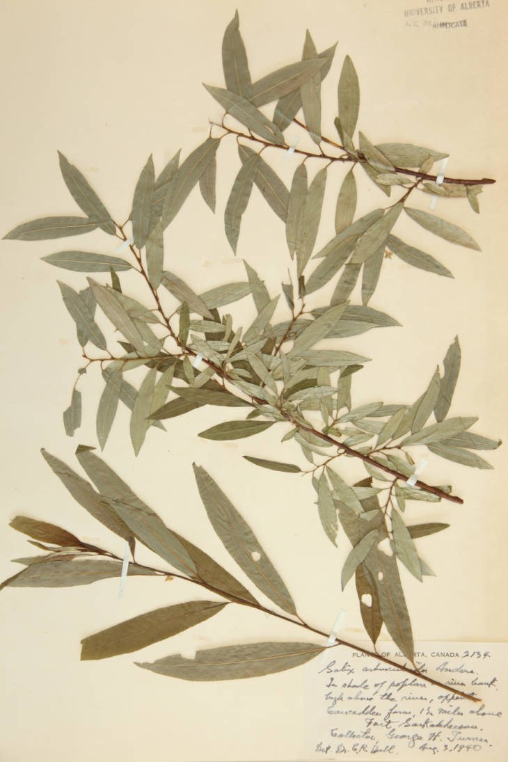 Salix arbusculoides image