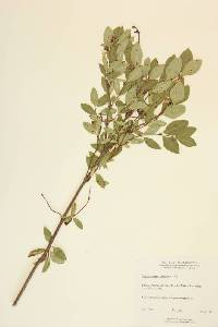 Symphoricarpos occidentalis image