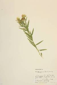 Solidago graminifolia image