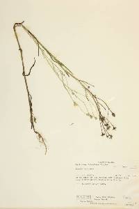 Crepis tectorum image