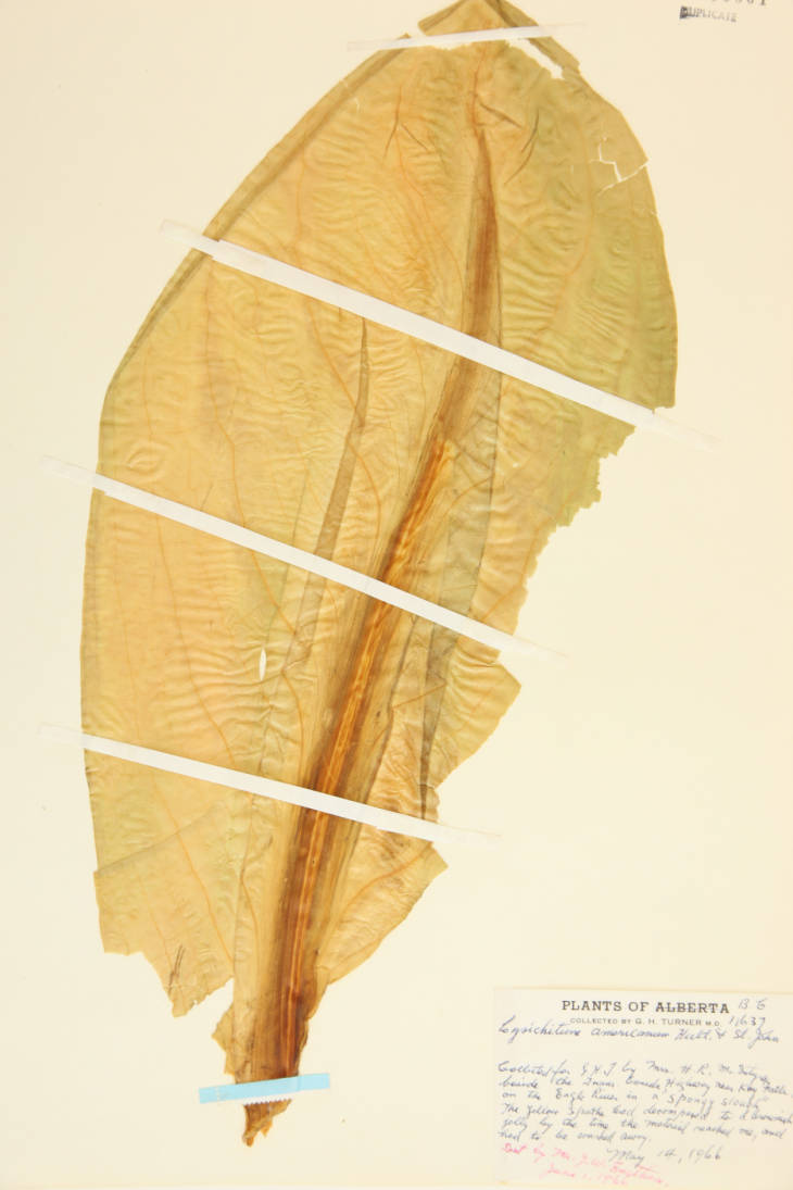 Lysichitum americanum image