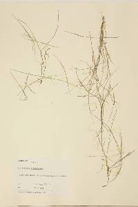 Muhlenbergia richardsonis image