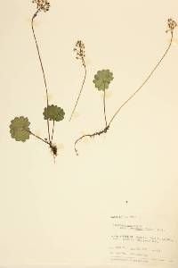 Saxifraga nelsoniana image