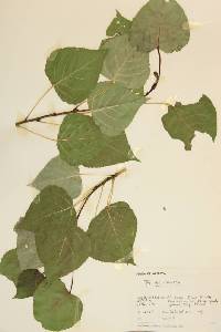 Populus acuminata image