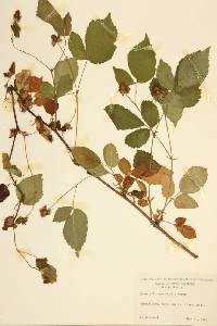 Rubus spectabilis image