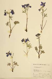 Delphinium bicolor image