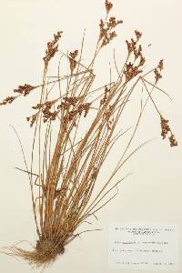 Juncus brevicaudatus image