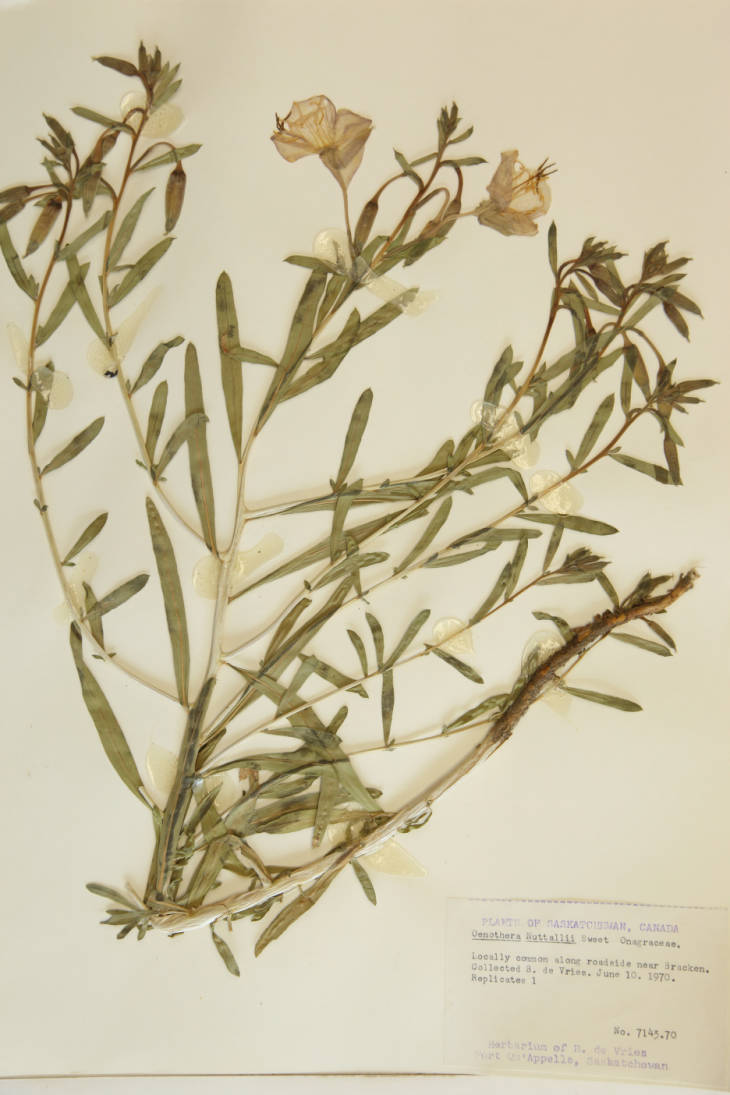 Oenothera nuttallii image