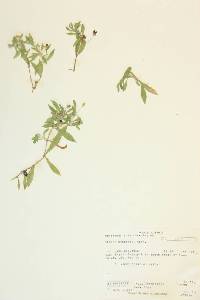 Silene menziesii image