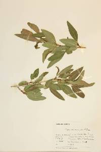 Populus angustifolia image