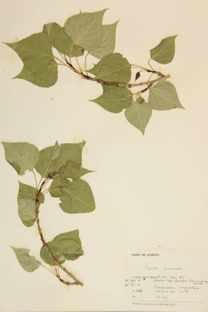 Populus acuminata image